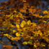 „Buntes Herbstlaub“ – Bild 2