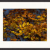 „Buntes Herbstlaub“