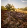 Fine Art Print „Misty Sunrise“ – Bild 2