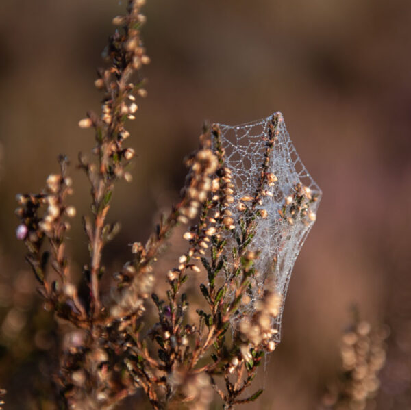 „Spinnennetz“ – Bild 2